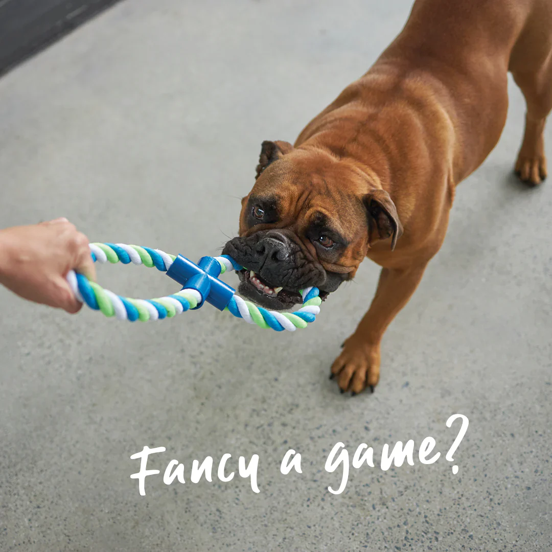 Kazoo Twisted Rope Figure 8 Tug Dog Toy - Image 6