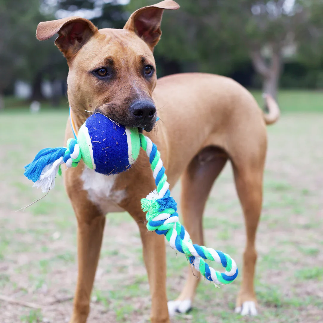Kazoo Twisted Rope Sling Ball Dog Toy - Image 5