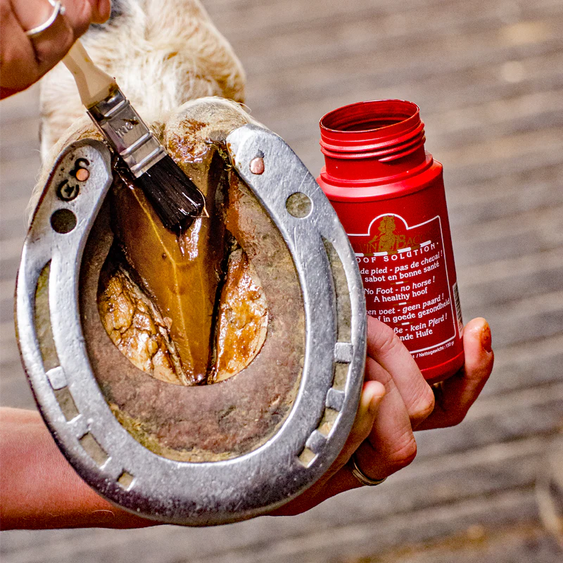 Kevin Bacon Hoof Solution - Image 2