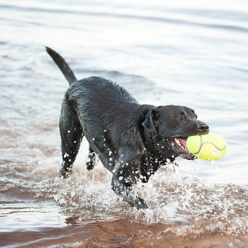 KONG AirDog Squeaker Football Dog Toy - Image 3