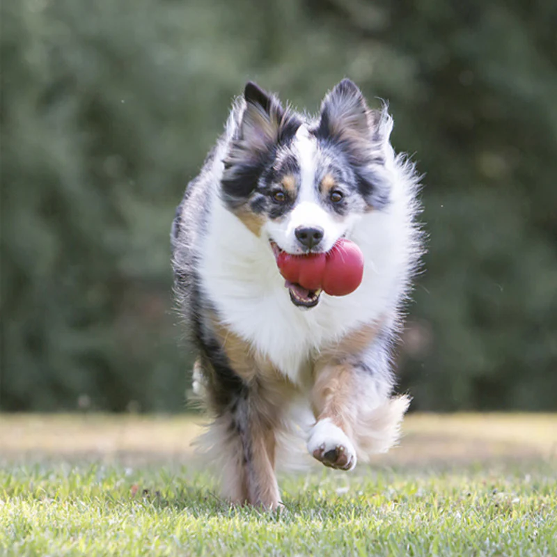 KONG Classic Red Dog Toy - Image 4