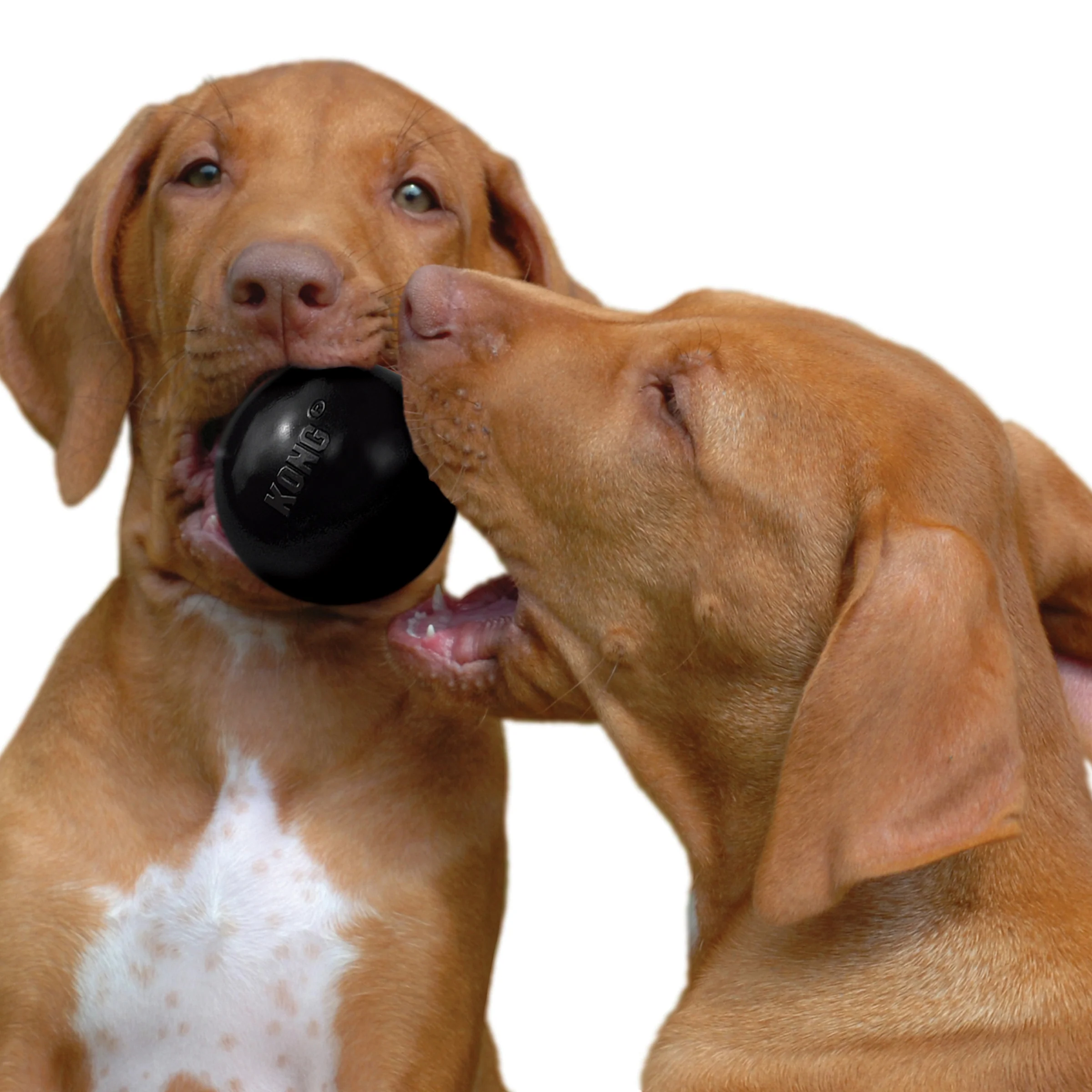 KONG Extreme Ball Dog Toy - Image 2