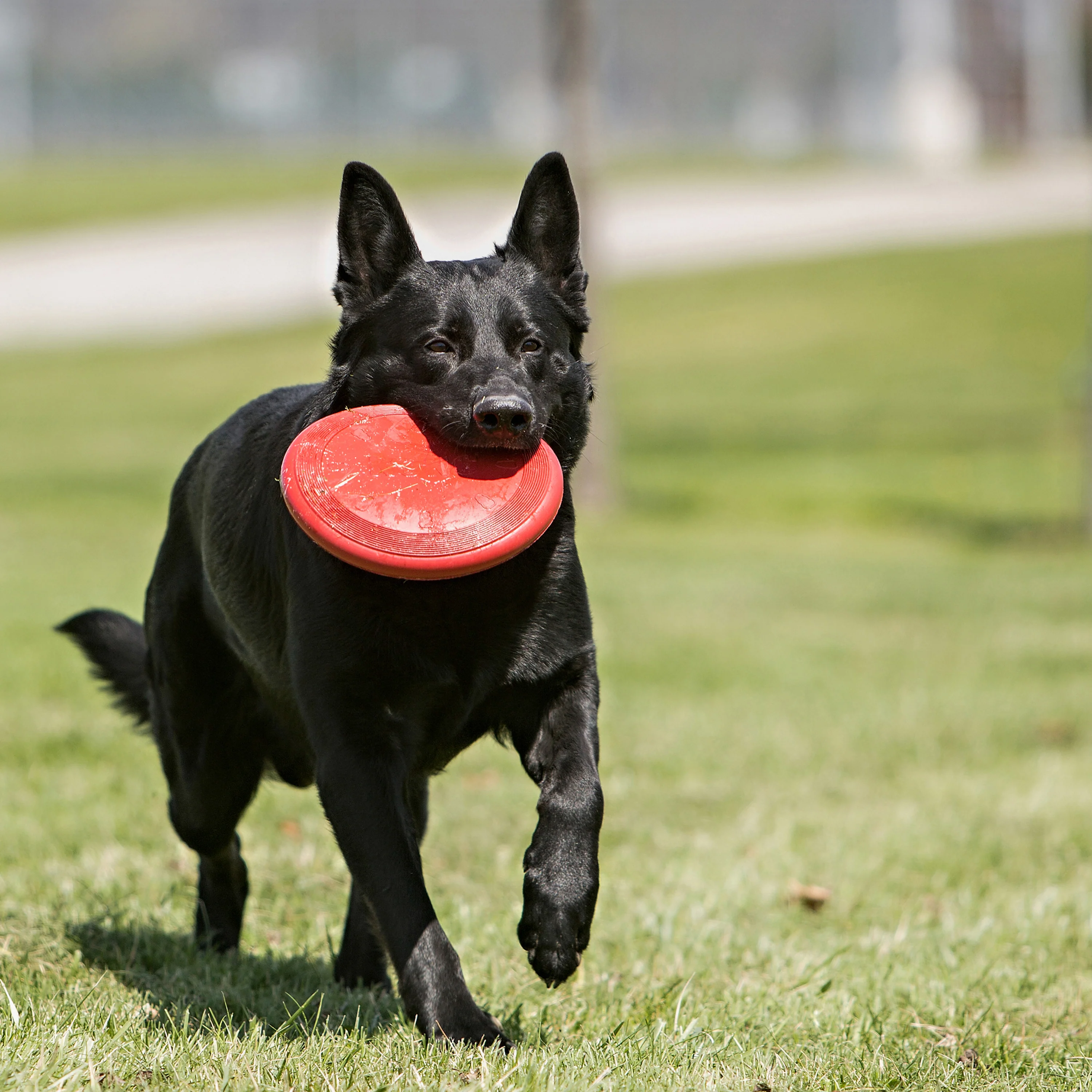 KONG Flyer Frisbee Dog Toy - Image 3