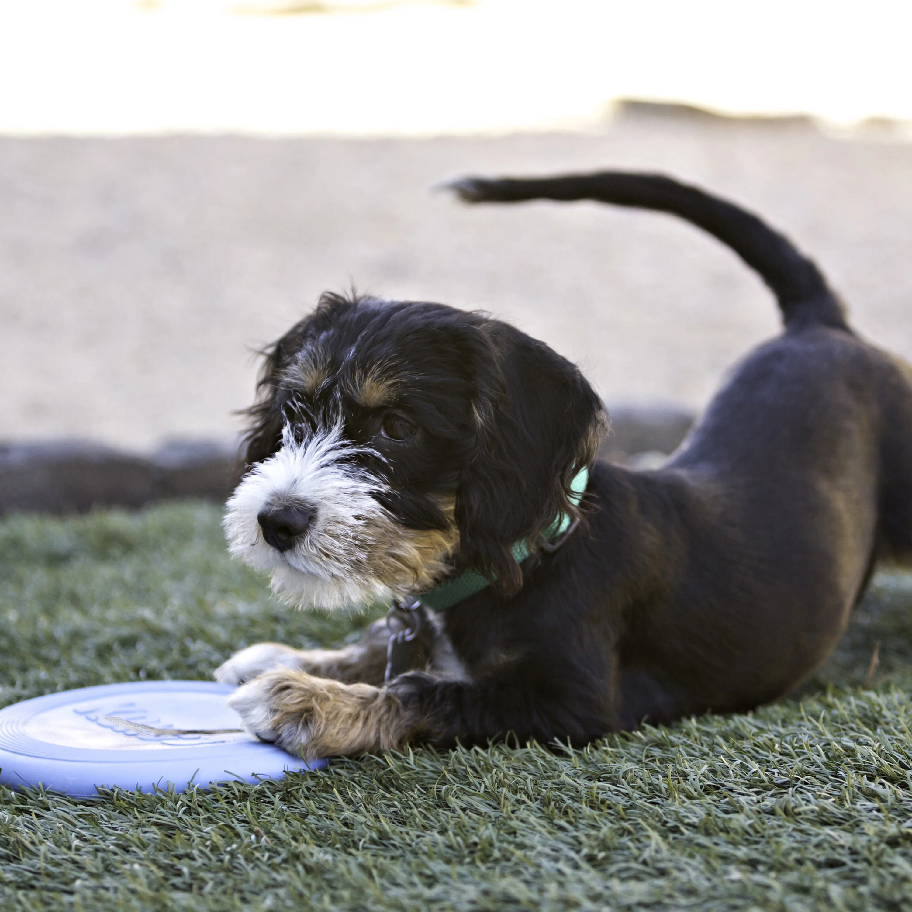 KONG Flyer Frisbee Puppy Dog Toy - Image 2