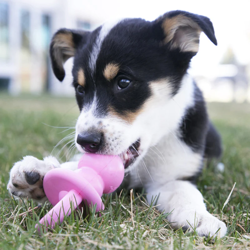 KONG Puppy Binkie - Image 3