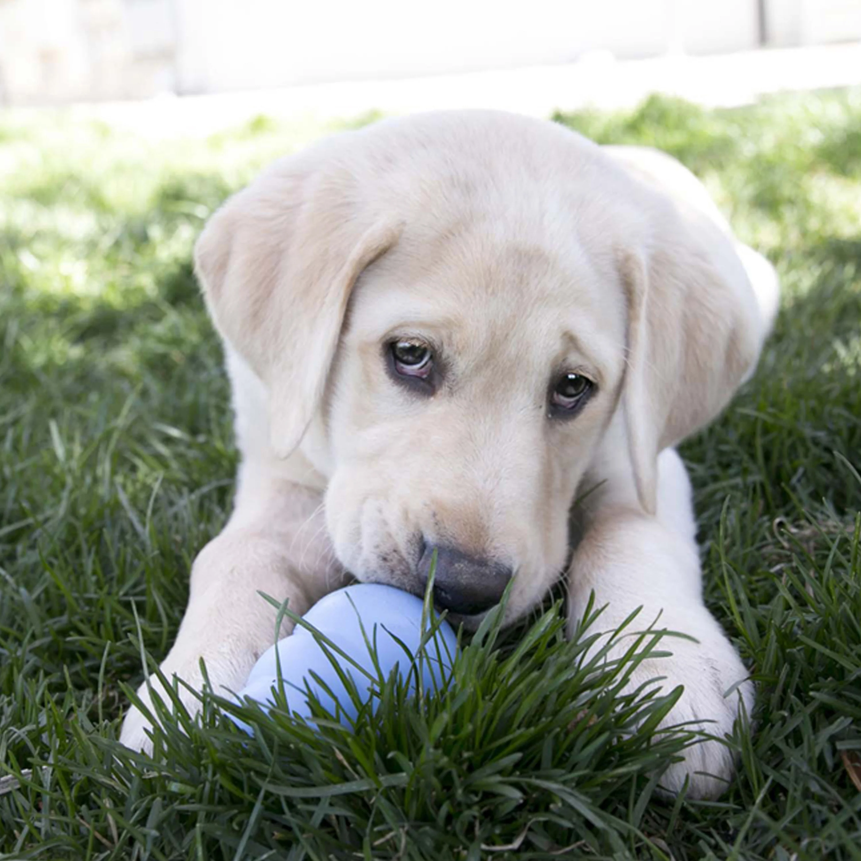 KONG Puppy Dog Toy - Image 3