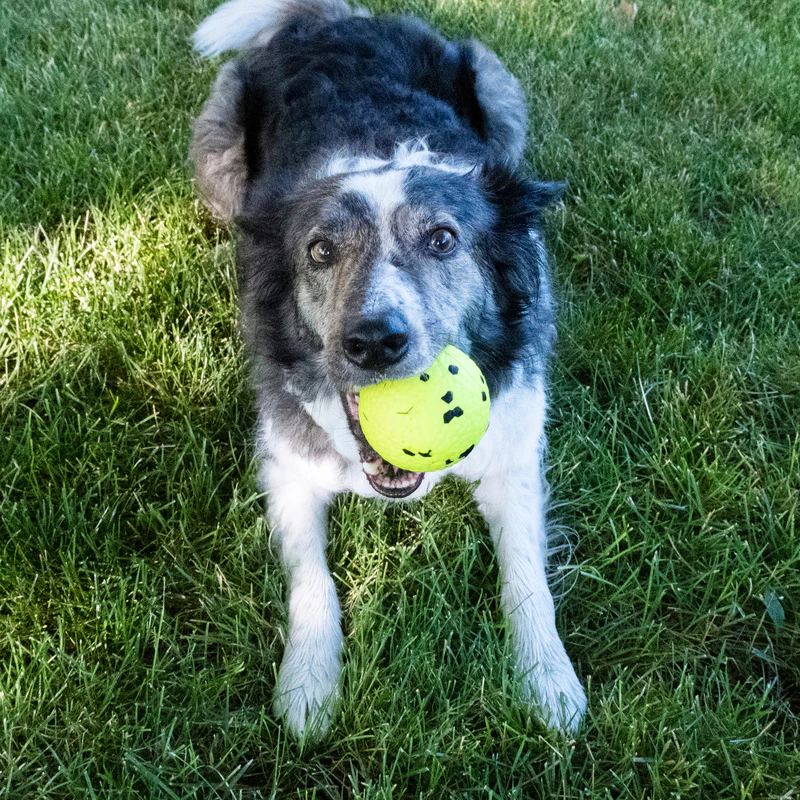 KONG Reflex Ball Dog Toy - Image 4