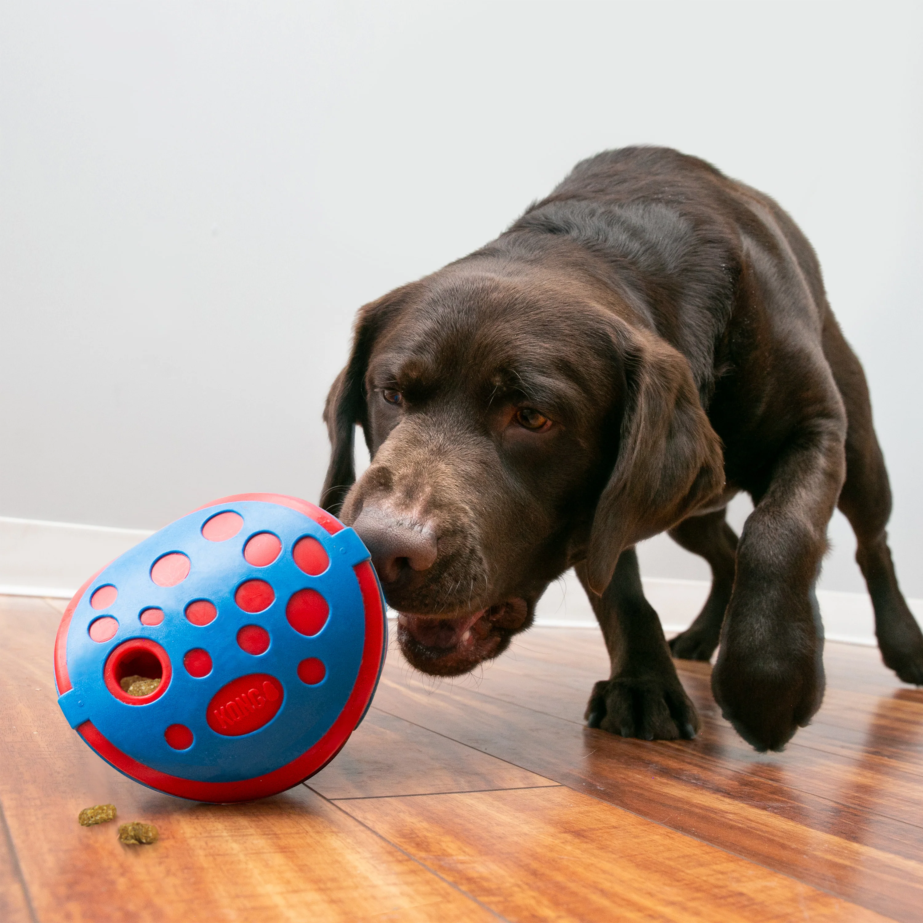 KONG Rewards Wally Treat Dispensing Dog Toy - Image 2