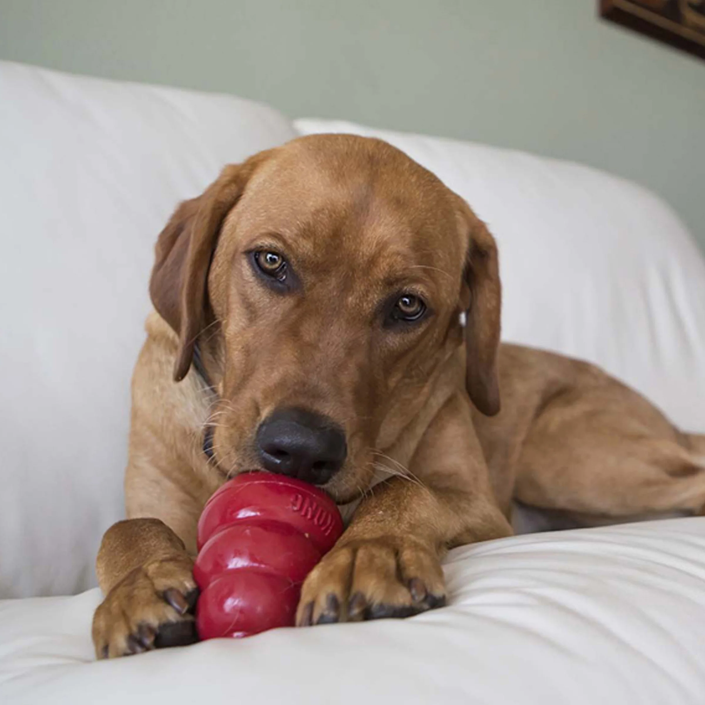 KONG Snacks Liver Large Dog Treats - Image 4