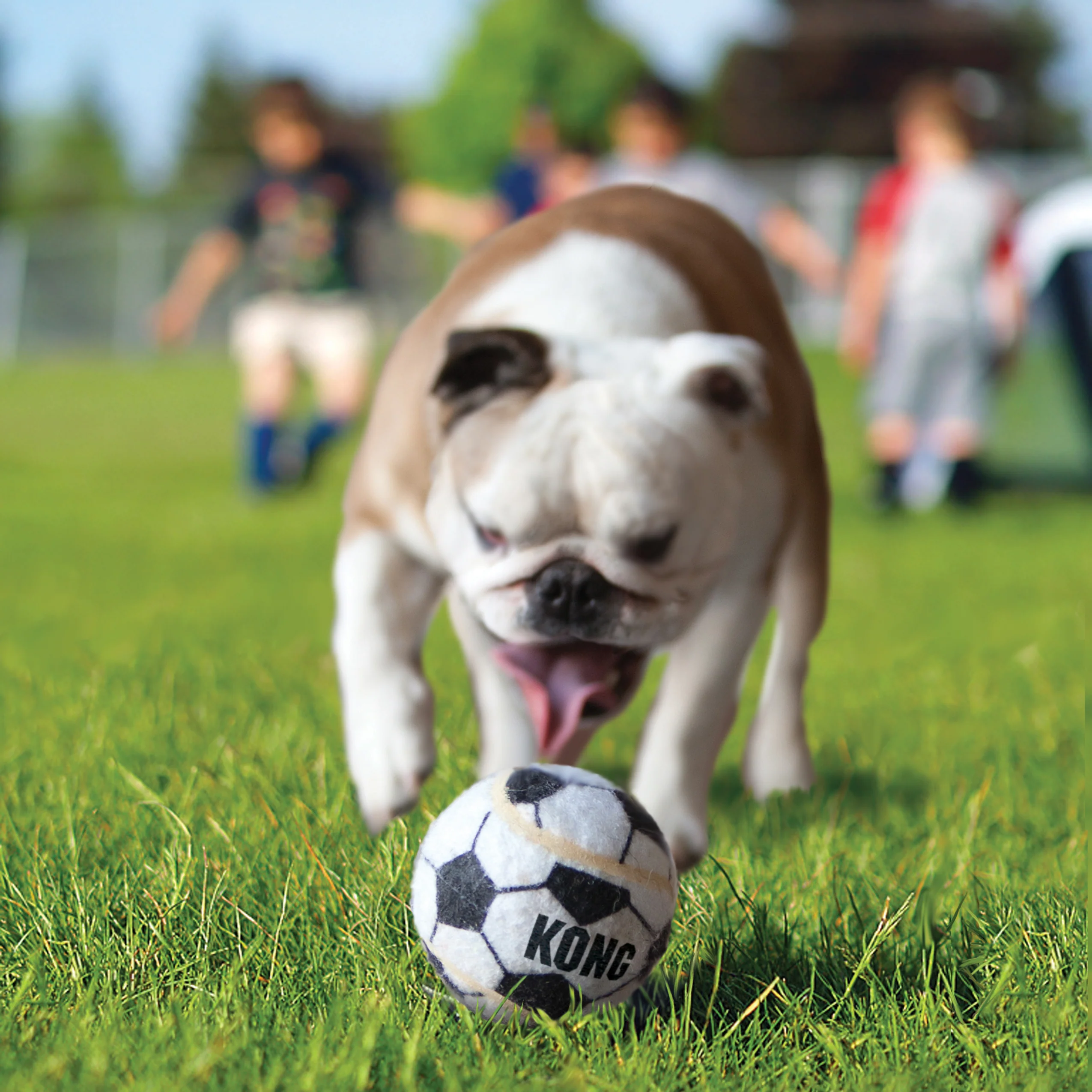 KONG Sports Balls 3pk Dog Toy - Image 2