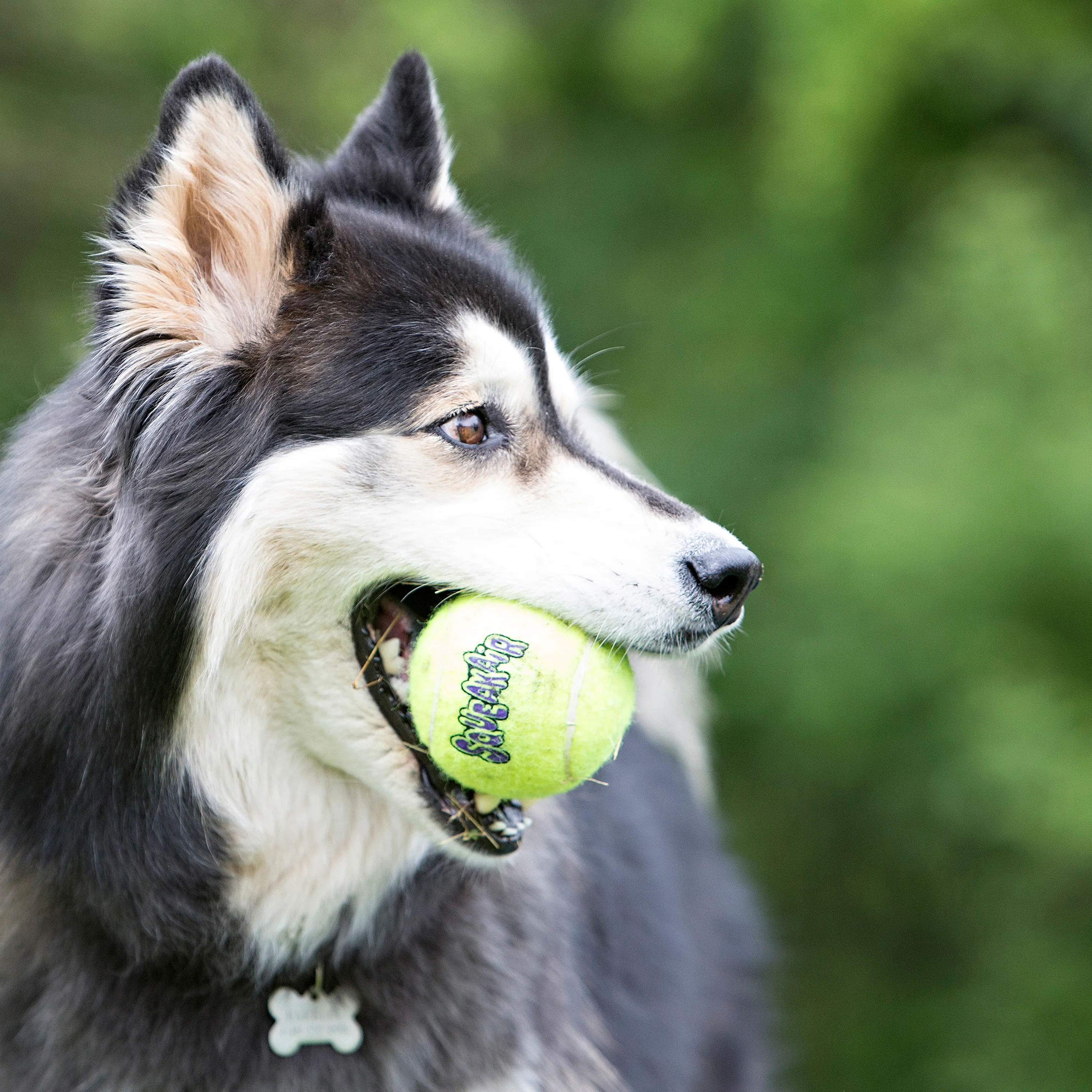 KONG AirDog Squeaker Balls Dog Toy - 3pk - Image 2