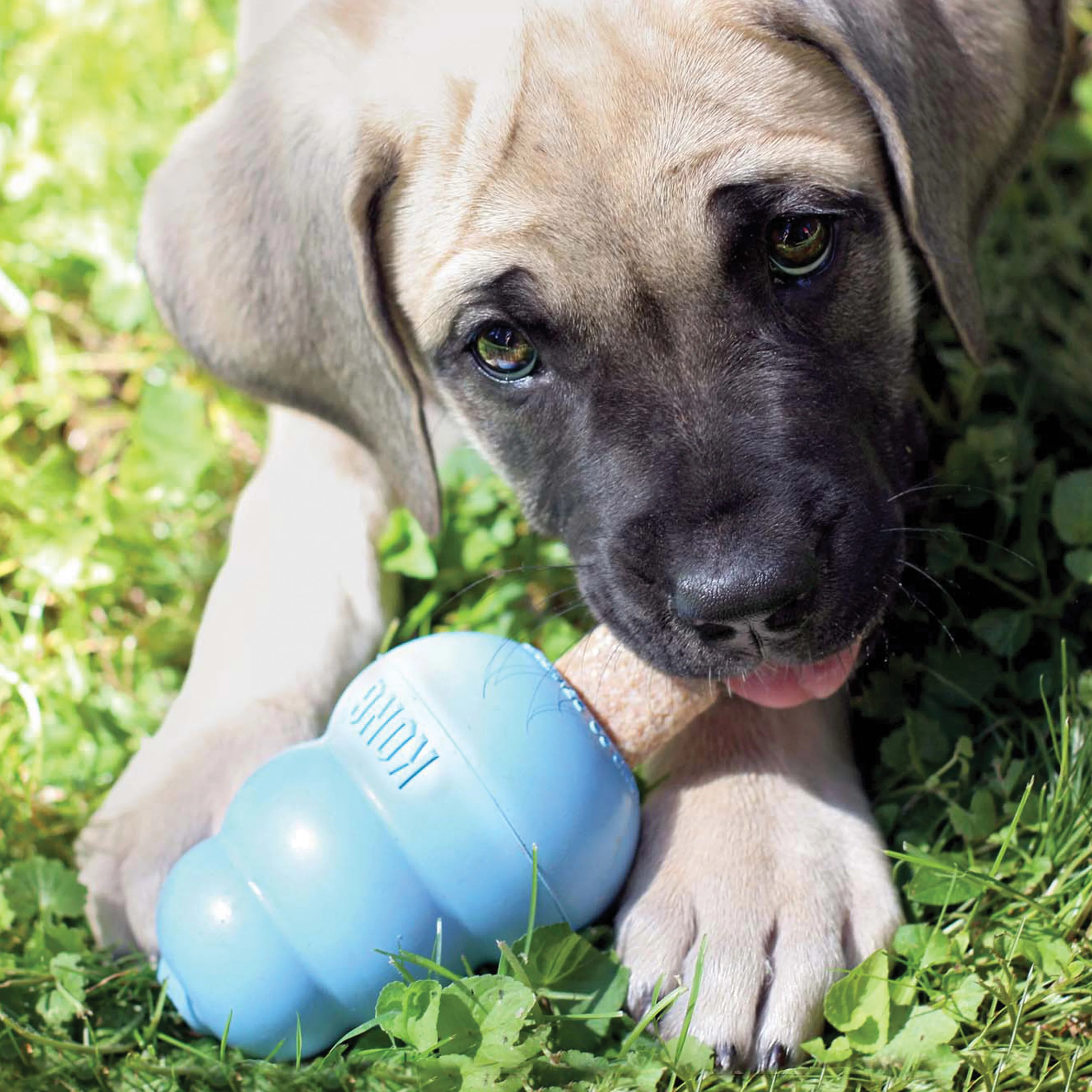 KONG Ziggies Puppy Dog Treats - Image 3