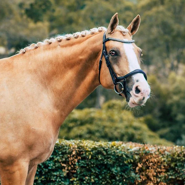 Lumiere Mila Anatomic Leather Bridle - Image 3
