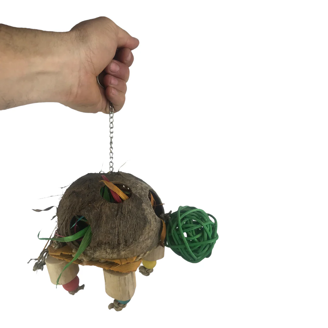 Ninos Java Turtle Forager - Image 2