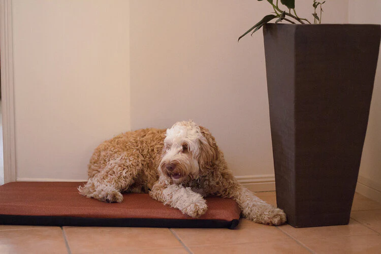 Pet Pillow Flea Free Kennel Mat - Image 2