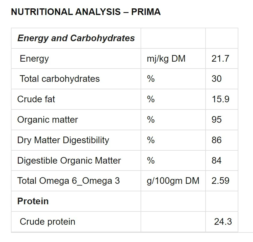 Prima Canary - Image 2