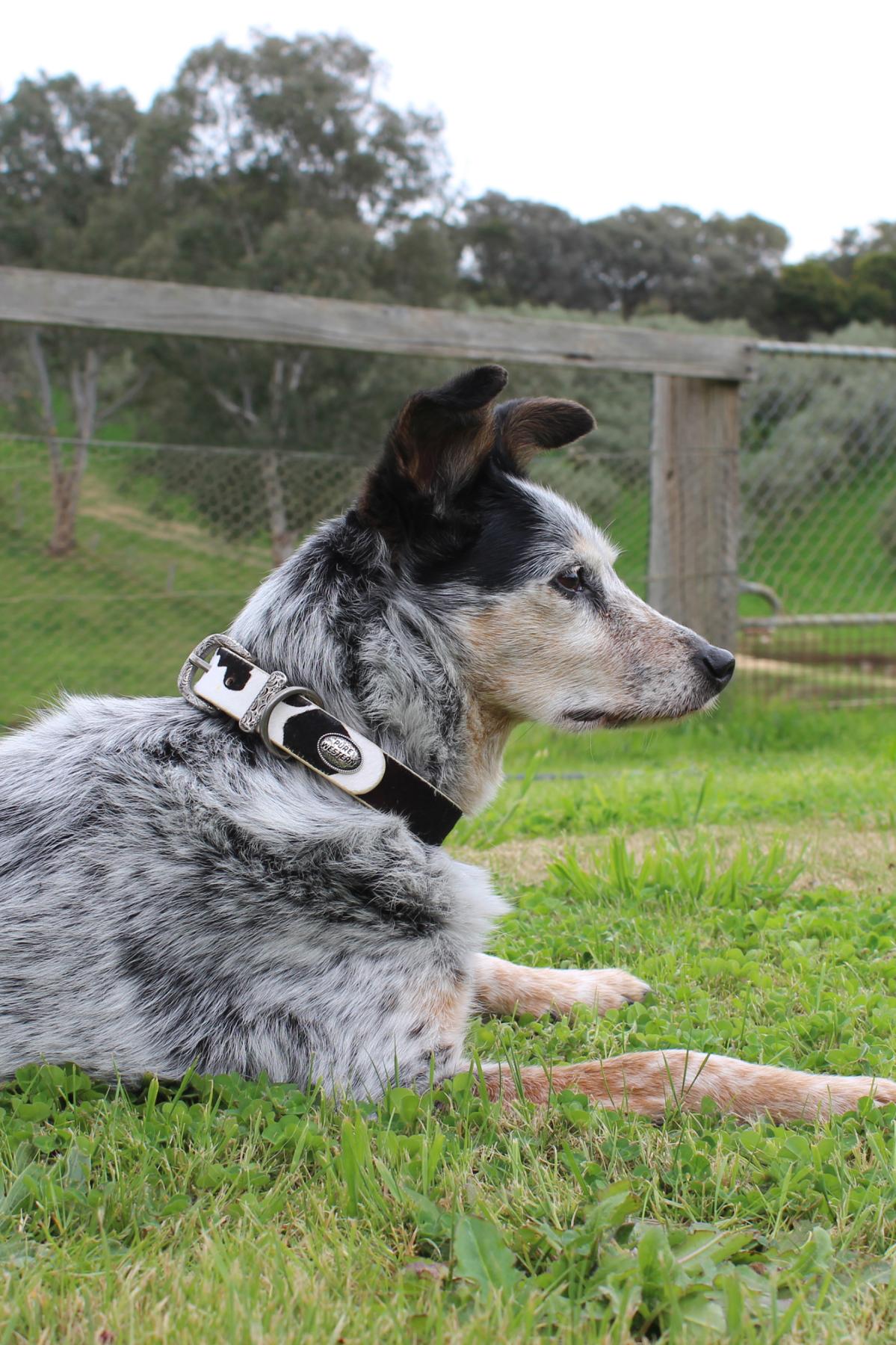 Pure Western Adelaide Dog Collar - Image 2