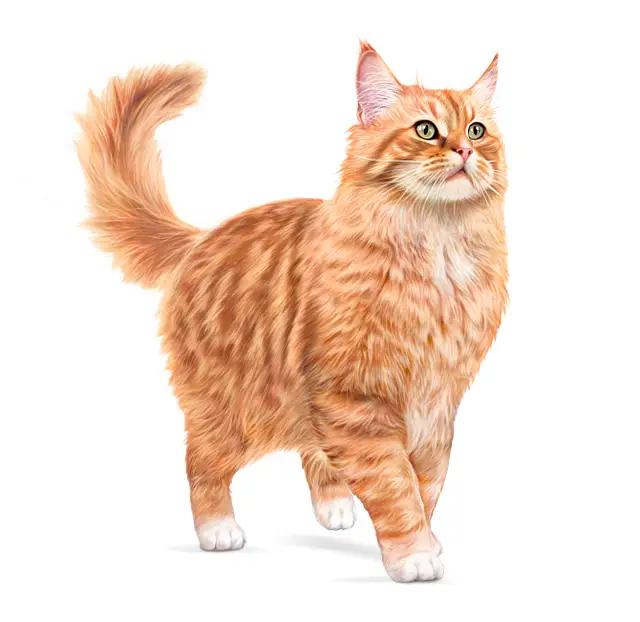 Royal Canin Cat Ageing 11+ Gravy Wet Cat Food - Image 8