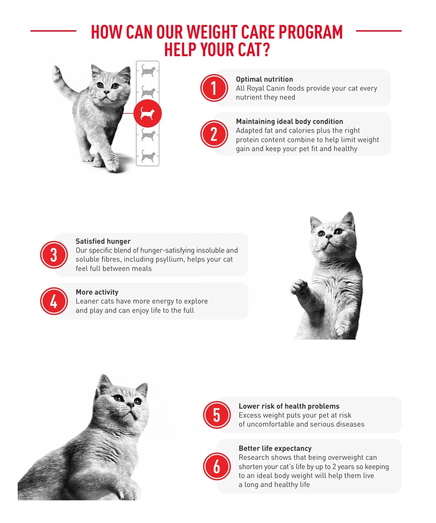 Royal Canin Cat Light Weight Care Dry Food - Image 4