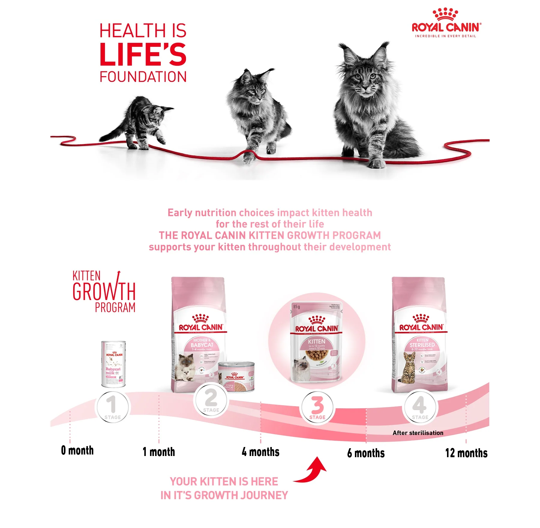 Royal Canin Kitten Chunks in Gravy Wet Cat Food - Image 6