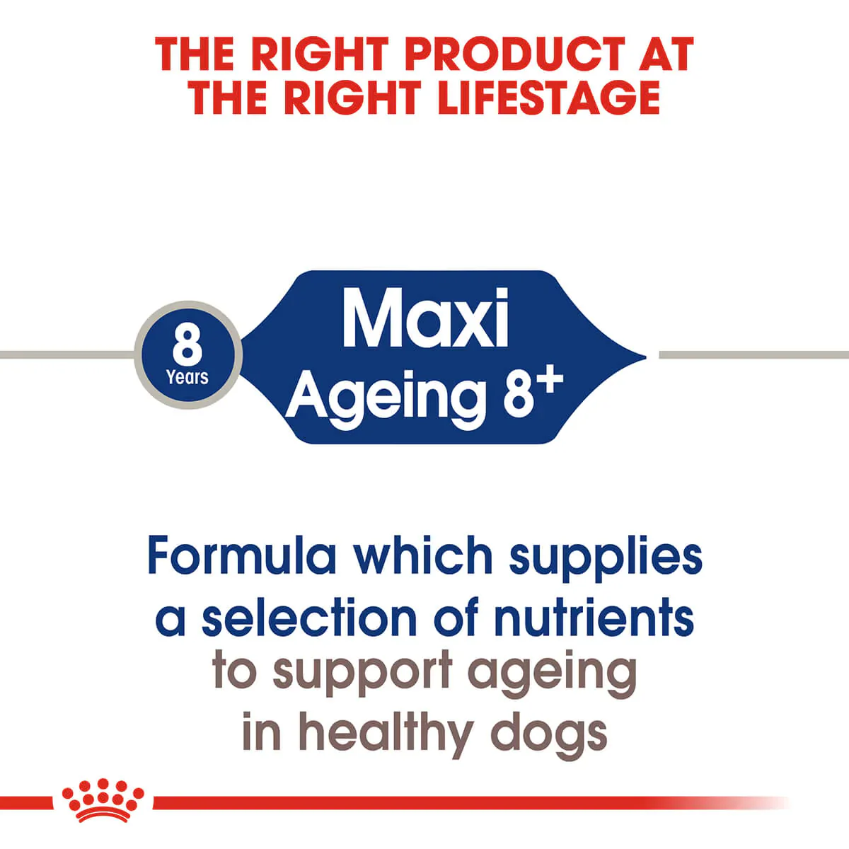 Royal Canin Maxi Ageing 8 Plus Senior Dry Dog Food - Image 5