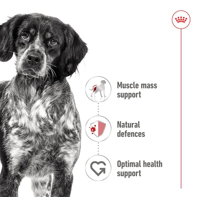 Royal Canin Medium Adult Wet Dog Food - Image 8