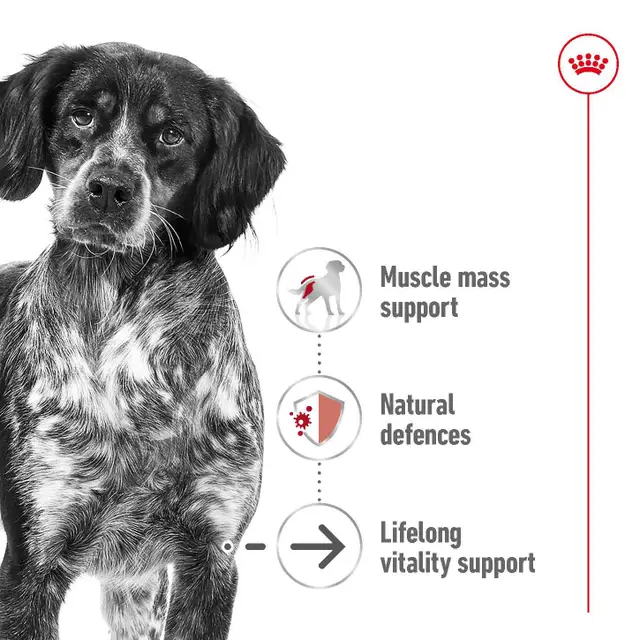 Royal Canin Medium Ageing Wet Dog Food - Image 7