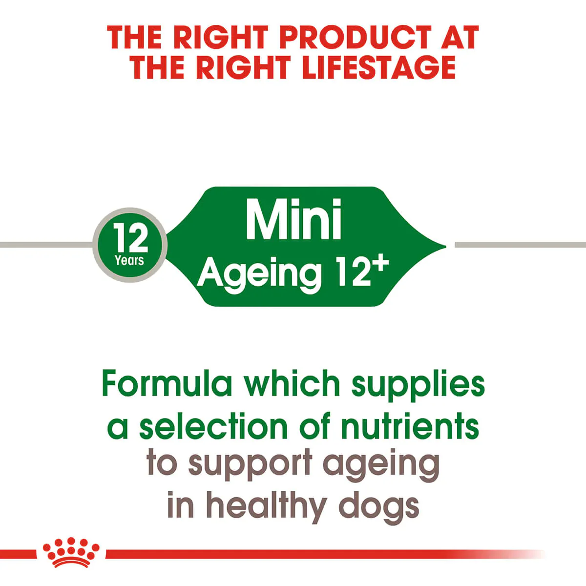 Royal Canin Mini Ageing 12 Plus Senior Dry Dog Food - Image 4