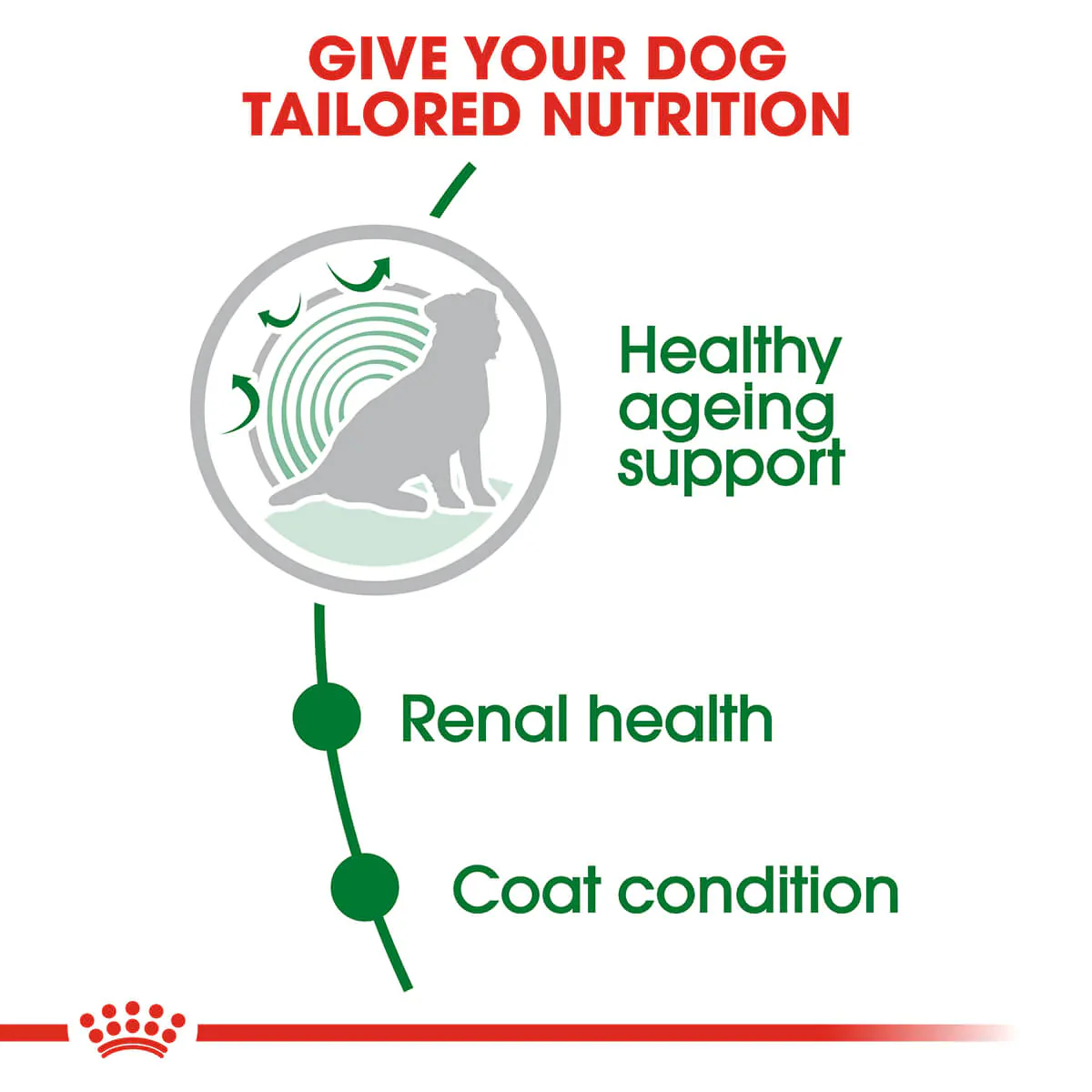 Royal Canin Mini Ageing 12 Plus Senior Dry Dog Food - Image 5