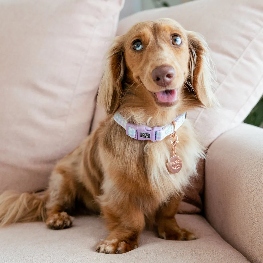 Soft Dog Collar Rainbow Gingham - Image 2
