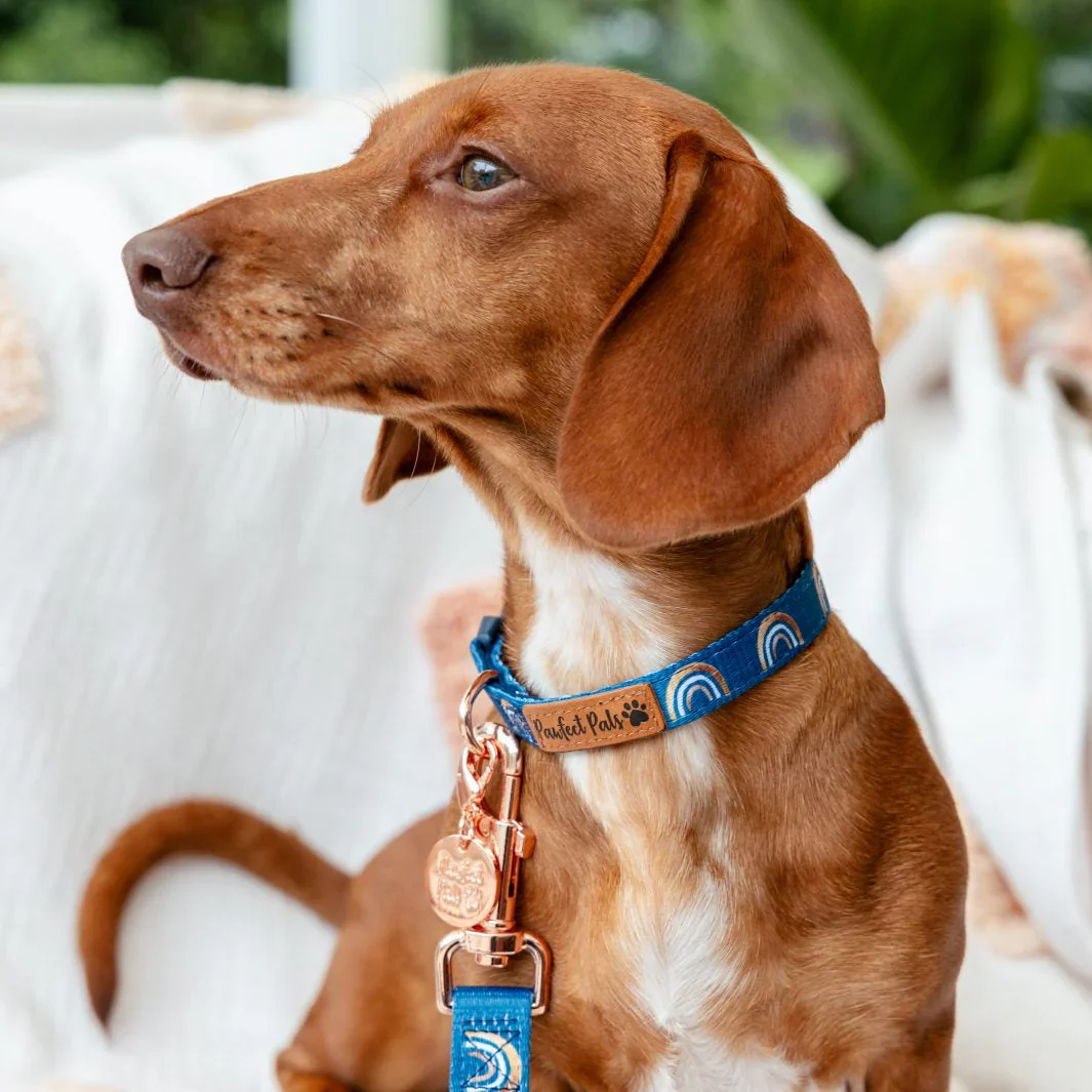 Soft Dog Collar Wild at Heart - Image 2