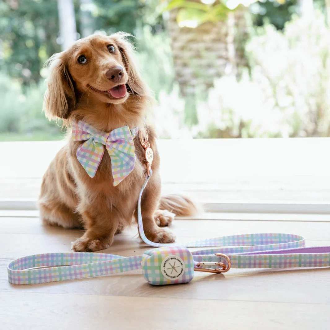 Soft Dog Lead Rainbow Gingham - Image 2
