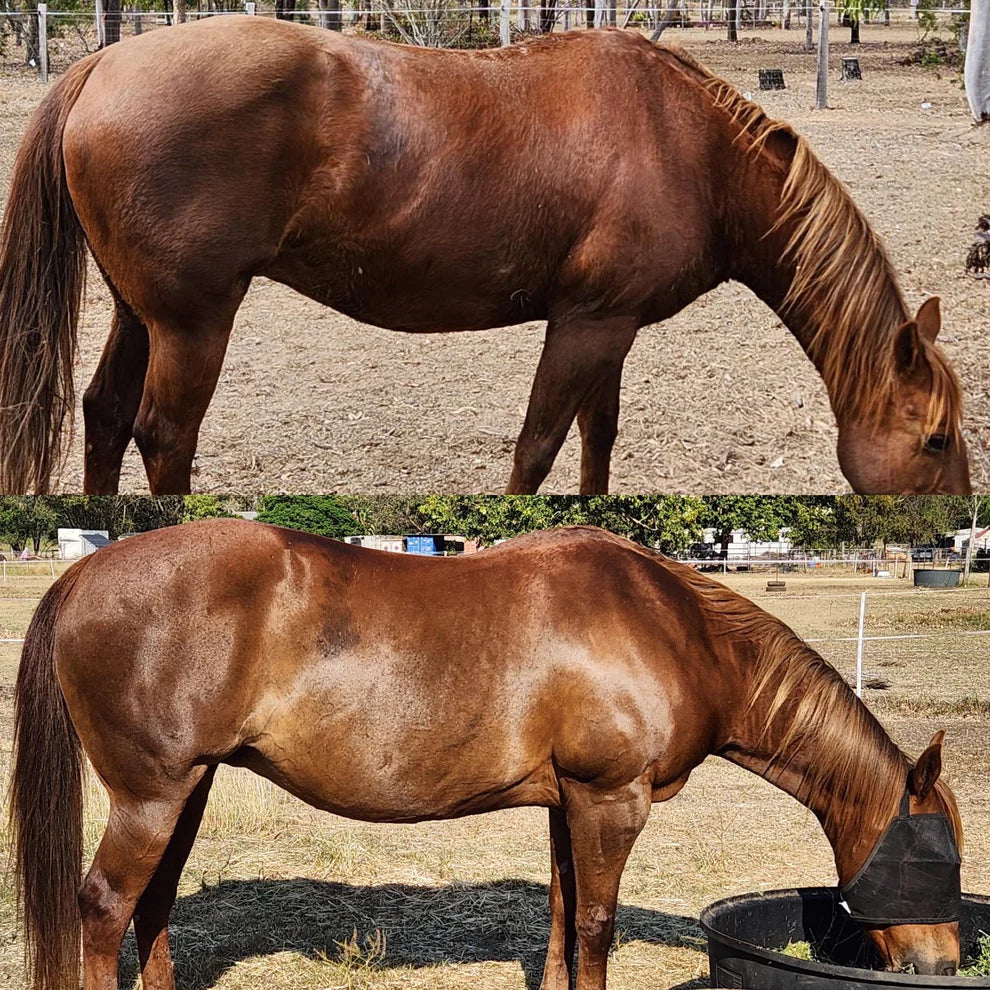 Stable-Ised Equine PractiBalance - Image 4