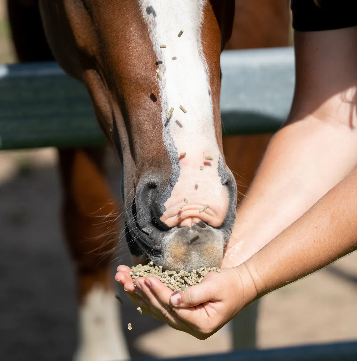 Stable-Ised Equine PractiCal - Image 3