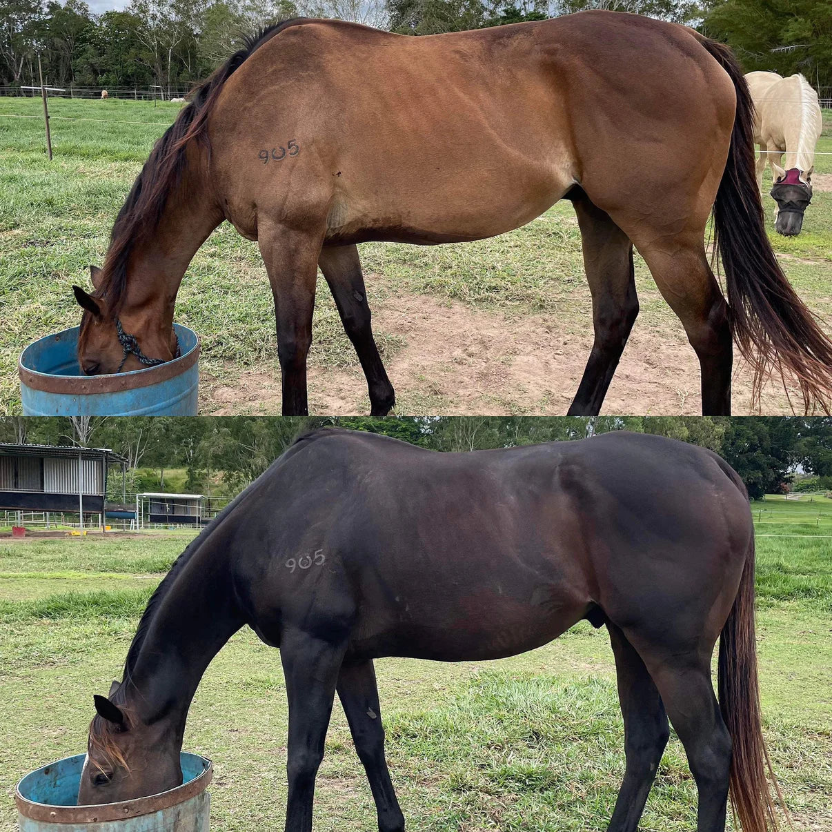 Stable-Ised Equine PractiCal - Image 4