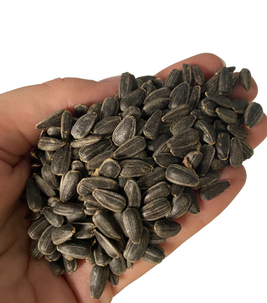 Wild Acres Sunflower Black - Image 2