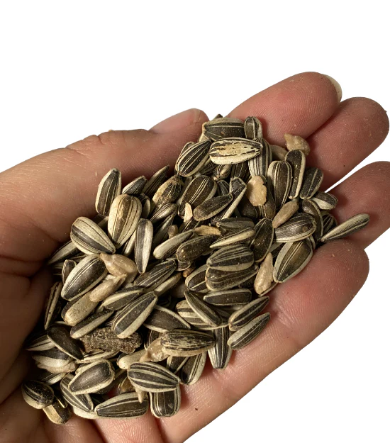 Avigrain Sunflower Grey Stripe - Image 3