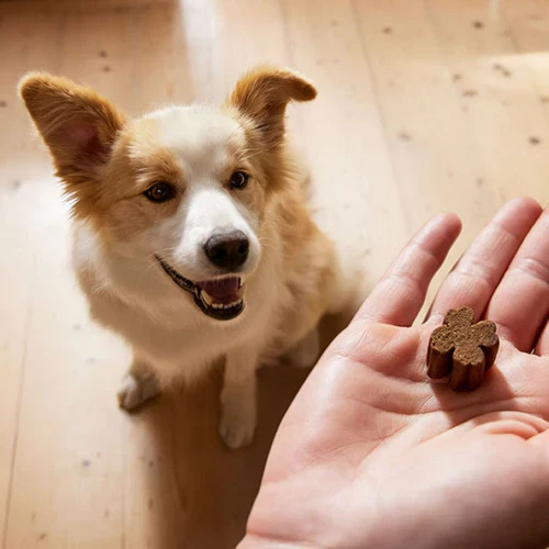 ZamiPet Allergy and Itch Dog Chews - Image 3